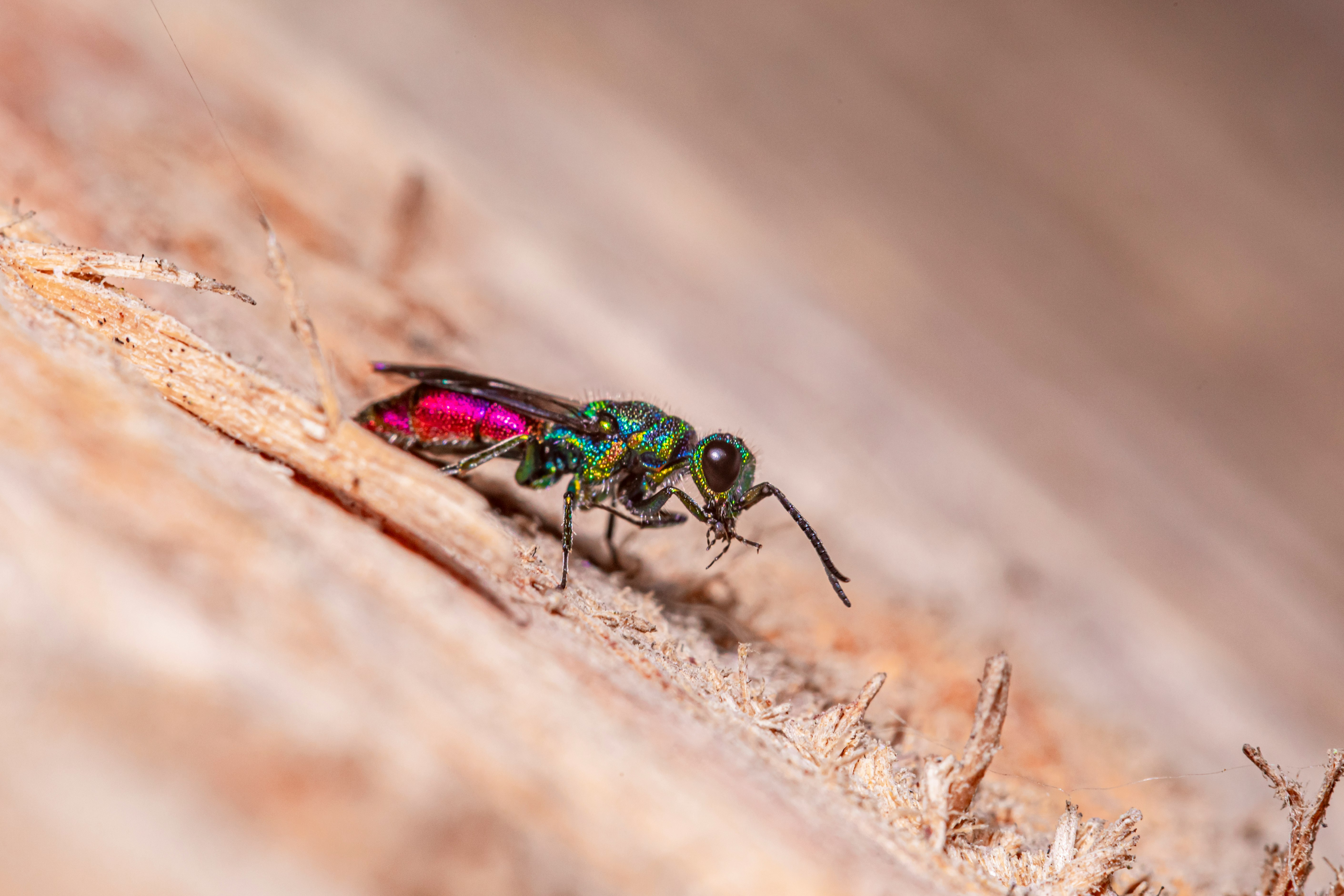 green and black fly on brown wooden stick